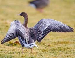 Attēlu rezultāti vaicājumam “Anser brachyrhynchus adult”