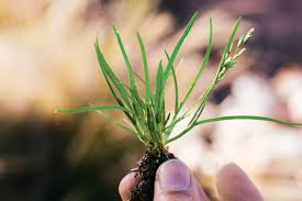 Attēlu rezultāti vaicājumam “Poa annua”