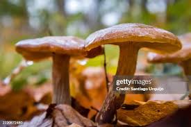 Attēlu rezultāti vaicājumam “Lepista sp.”