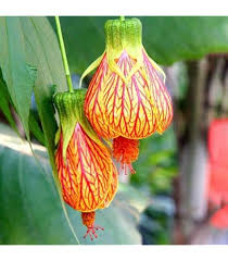 Attēlu rezultāti vaicājumam “Physalis alkekengi flower”
