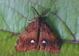 Attēlu rezultāti vaicājumam “Orgyia antiqua”