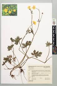 Attēlu rezultāti vaicājumam “Ranunculus repens leaf”