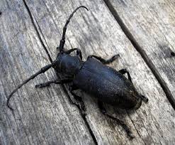 Attēlu rezultāti vaicājumam “Lamia textor”