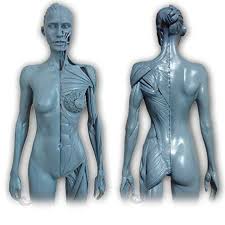 女人体|女性人体模型のイラスト素材 - PIXTA