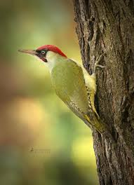 Attēlu rezultāti vaicājumam “Picus viridis”