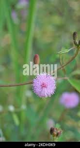 Image result for pohon semalu images
