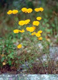 Attēlu rezultāti vaicājumam “Anthemis tinctoria flower”