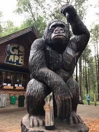 Image result for Go Ape! Moors Valley