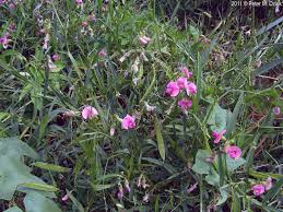 Attēlu rezultāti vaicājumam “Lathyrus sylvestris leaf”