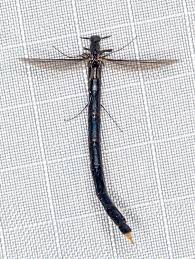 Attēlu rezultāti vaicājumam “Lymexylidae”