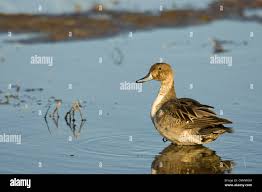 Attēlu rezultāti vaicājumam “Anas acuta male”