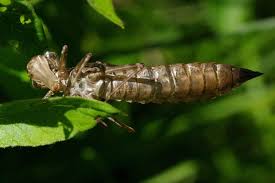 Attēlu rezultāti vaicājumam “Aeshna isoceles”