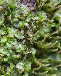 Attēlu rezultāti vaicājumam “Calypogeia integristipula”