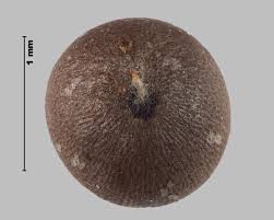 Attēlu rezultāti vaicājumam “Sinapis arvensis”