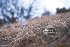 Attēlu rezultāti vaicājumam “Pulsatilla pratensis bud”