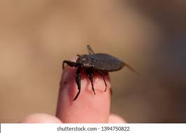 Attēlu rezultāti vaicājumam “Nepa cinerea nymph”