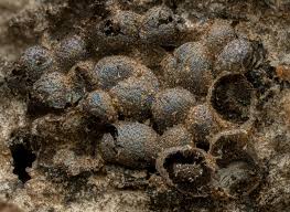 Attēlu rezultāti vaicājumam “Physarum gravidum stalked”