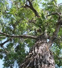 Attēlu rezultāti vaicājumam “Juglans cinerea”