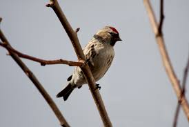 Attēlu rezultāti vaicājumam “Carduelis flammea female”