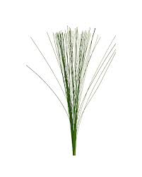 Attēlu rezultāti vaicājumam “Comatricha elegans stalked”