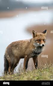 Attēlu rezultāti vaicājumam “Vulpes vulpes  adult”