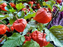 Image result for Lampionblume