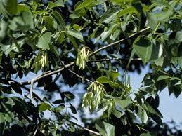 Attēlu rezultāti vaicājumam “Fraxinus”