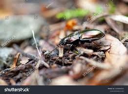 Attēlu rezultāti vaicājumam “Pterostichus sp.”