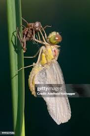 Attēlu rezultāti vaicājumam “exuvia”