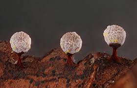 Attēlu rezultāti vaicājumam “Craterium aureonucleatum”