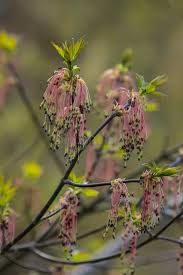 Attēlu rezultāti vaicājumam “Acer negundo female flower”