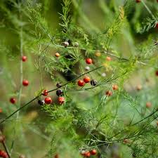 Attēlu rezultāti vaicājumam “Asparagus officinalis fruit”