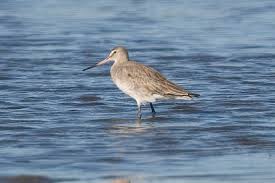 Image result for Limosa haemastica