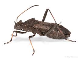 Attēlu rezultāti vaicājumam “Alydus calcaratus”