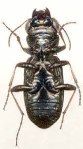 Attēlu rezultāti vaicājumam “Notiophilus germinyi”