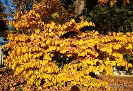 Attēlu rezultāti vaicājumam “Hamamelis mollis”