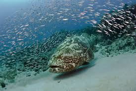 Image result for Epinephelus itajara