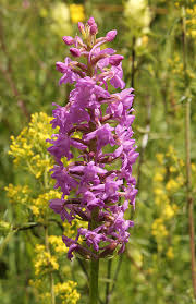 Attēlu rezultāti vaicājumam “Gymnadenia conopsea fruit”