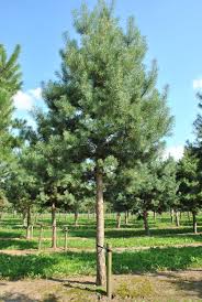 Attēlu rezultāti vaicājumam “Pinus sylvestris”