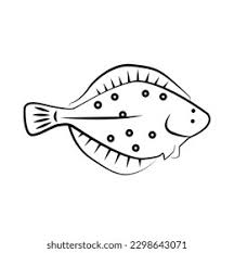 Image result for Paralichthys albigutta