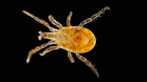 Attēlu rezultāti vaicājumam “Mesostigmata”