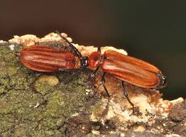 Attēlu rezultāti vaicājumam “Schizotus pectinicornis”