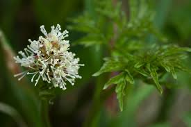 Image result for Christophskraut