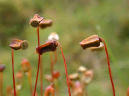 Attēlu rezultāti vaicājumam “Polytrichum commune var. perigoniale”