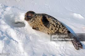 Image result for Pusa hispida