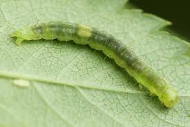 Attēlu rezultāti vaicājumam “Pandemis heparana”