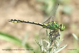 Attēlu rezultāti vaicājumam “Ophiogomphus cecilia”