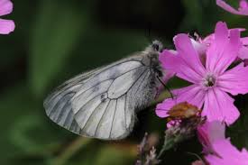 Attēlu rezultāti vaicājumam “Parnassius mnemosyne underside”