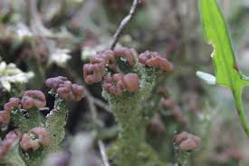 Attēlu rezultāti vaicājumam “Cladonia ramulosa”