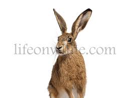 Attēlu rezultāti vaicājumam “Lepus europaeus”